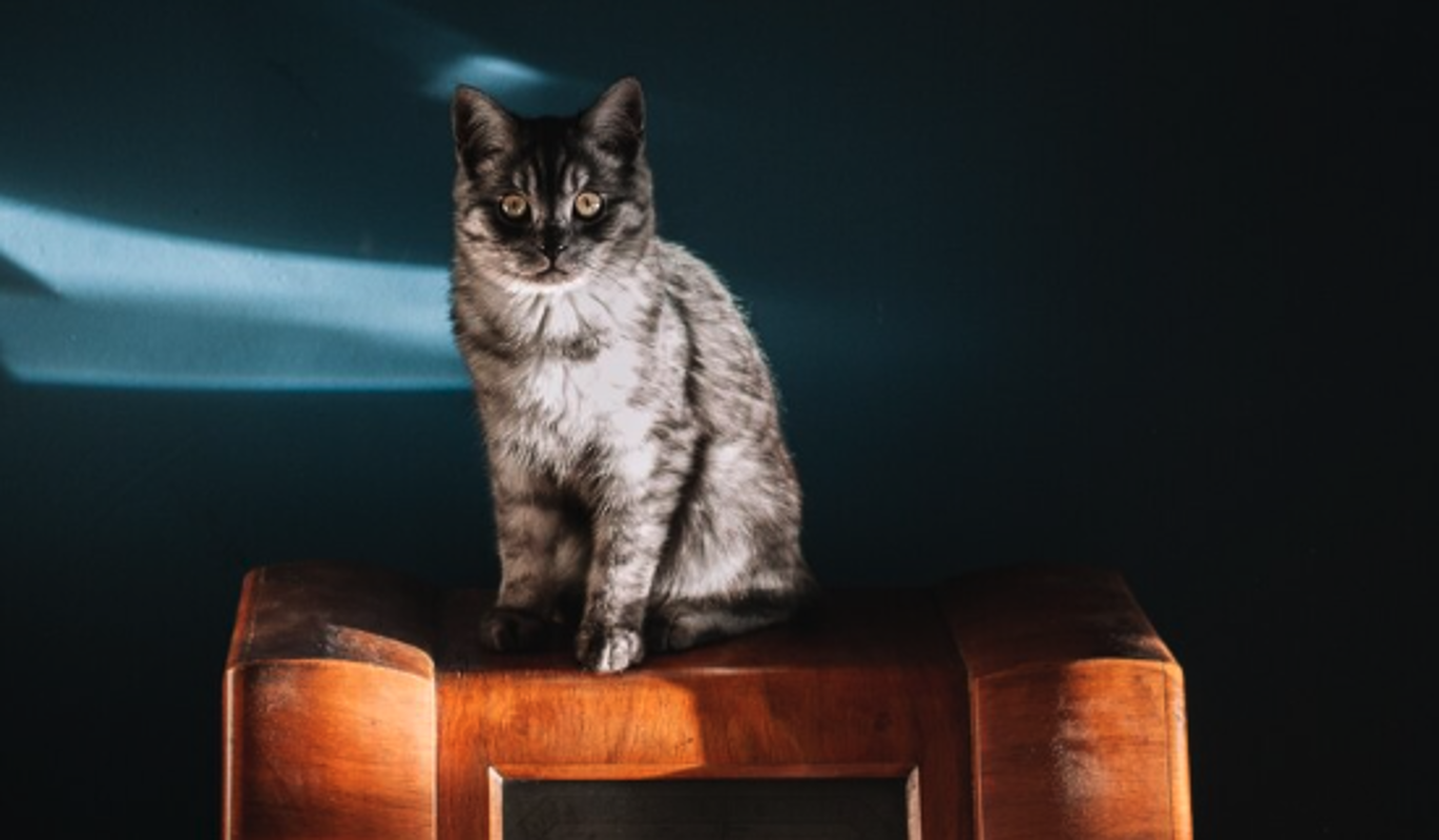 Тест для любителей пушистых питомцев: угадайте советский фильм по кадру с котом
